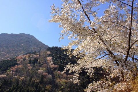鶴見岳の桜前線