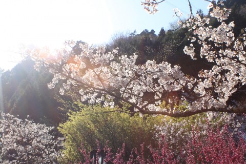 鶴見岳の桜前線
