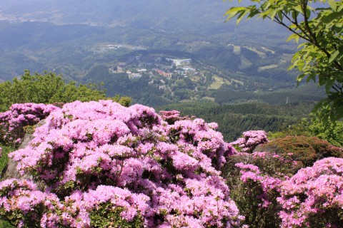 涼しい山でピンクの花！！
