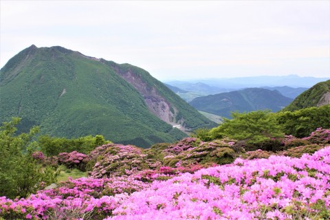 頂上由布岳方面のミヤマキリシマ見頃です。