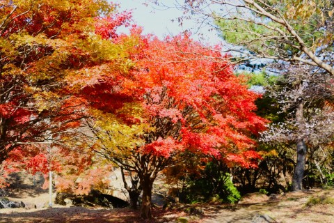 鶴見岳の紅葉⑤　山麓「四季の里」