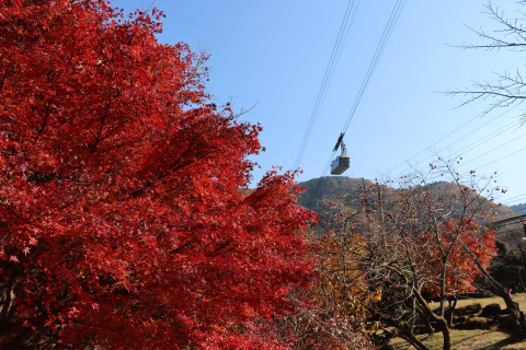 鶴見岳の紅葉⑤　山麓「四季の里」2