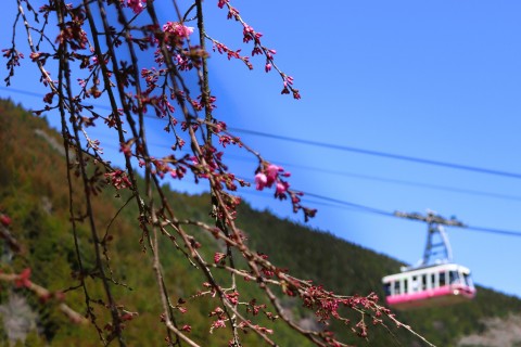 青空と桜がきれいです