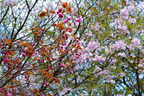 鶴見岳の桜は、山麓から山腹に！🌸🌸🌸🌸