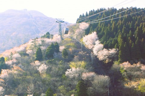 鶴見岳の桜は、山麓から山腹に！🌸🌸🌸🌸