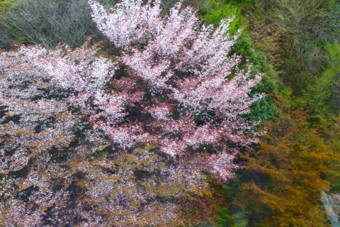 鶴見岳の桜は、山腹から山上に！🌸🌸🌸🌸